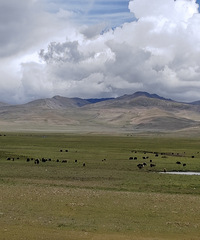 ��ԭ��������򡪡����Ǵ����˸�ԭҰ��������Ϣ��