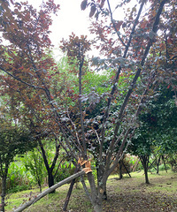 �úõ������ƻ��������˺�������