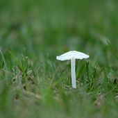 ϸ�����ɣ���������