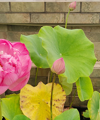 �������ʹ