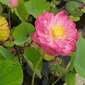 �������ʹ