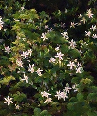 �ö����ӻ�