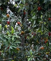 ��԰�����÷��û����ͱ�ժ��