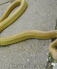 ��÷ɽ��ժ��÷��������ߣ�����ʶ����