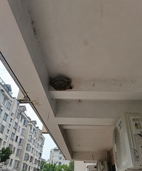 �ö�����