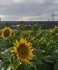 ̨�ݶ���վVS�ͺϹ�԰�����̫��������Ƭ��