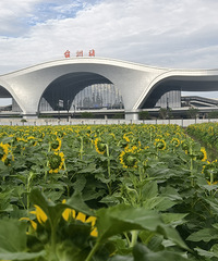 台州动车站VS和合公园哪里的太阳花更出片?