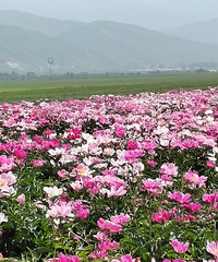 ���ﻭ���Ʋ���С�ھ��㲼¡��