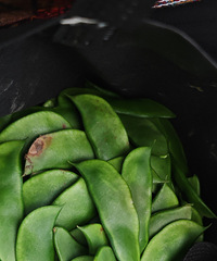 ���ڶ��ﶹ��ժ�ˣ�ɶ��λ��