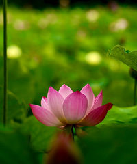 ���ƺɻ���