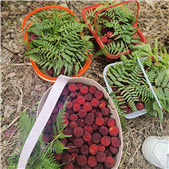 ժ��÷����