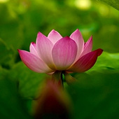 ���ƺɻ���