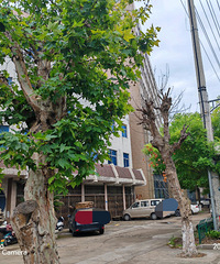 ��ͩ��Ҷ�ӿ�ή������������ɶ�Ȼ�ķ�����