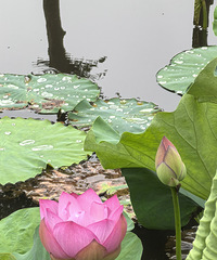 �°��ֵ�˫���ĺɻ�����