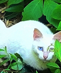 ��ɽ����ͫ��è