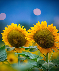 ħ�����տ�