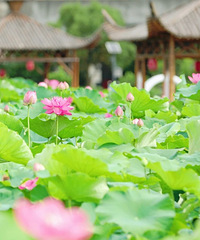 ��������һ�򿨵㣬100��Ķ�ɻ�ʢ��