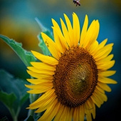 ħ�����տ�