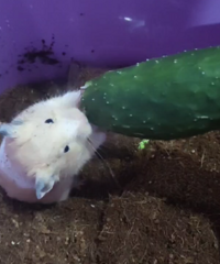 ��û��ҪС�����