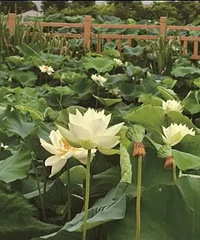 ���ɡ���������̨�ݵ���������