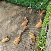 �����ϳ���