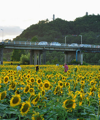 ̨�ݸ����ϰ�ͣ��������ʢ��