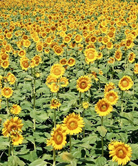 �������տ��������ߣ���ݡ���Ƭ�ؼ������պ�