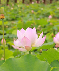 ���ɡ���ȥԶ����·�Ų������վ�ɫ