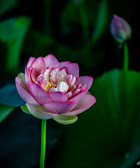 �ף����Ǳ���