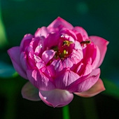 ���ڽ����°�˫���