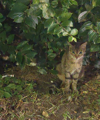 ������������������ֻճ��С����è�������˽���