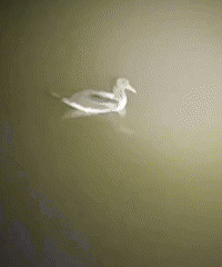 ����ɶ�������ɣ�