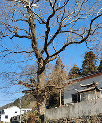 ��ɽ��ľ޴�仯