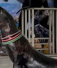 ̨��Ұ������԰��ʨ��ָ�˺����ۣ�԰����Ӧ���Ƿ�����