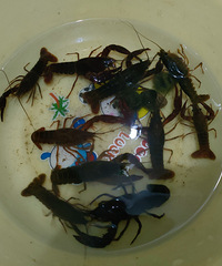 ����ץ��