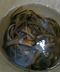 ����ץ��