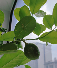 ��������Ĺ���