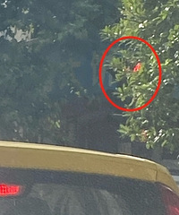 ���̵Ʊ���ס��