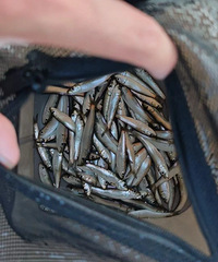 ��µ�����������ϰ���ר�ң���������й�