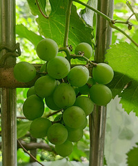 ¥�µ�����̫������