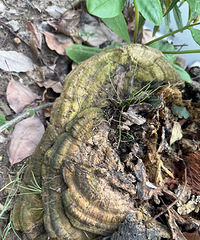 һ����������׮�Ͽ����ģ�һ��ѣ�����Ұ����֥��