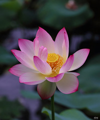 �þ�ͷ��׽����