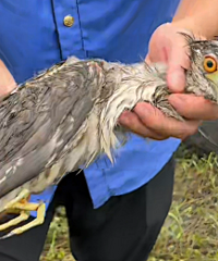 ���ȡ��ݳ�û����������ȳ�һֻ���ҡ����С���������