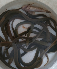 һ������ץ��