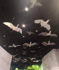仙居生物多样性博物馆,动物标本、火山岩标本还有杨梅