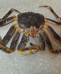 ҹ�����������Ľ�������˸����Բ���