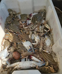 ���������ˣ�ˮ���ܶ࣬Ҳ����������Ϻз