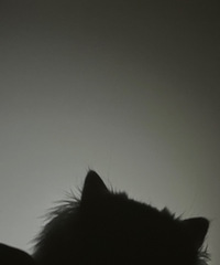 92��δ��164Ů��������ֵ����������ҪΪ�˼��淽��