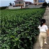 �����µ���Ұ������