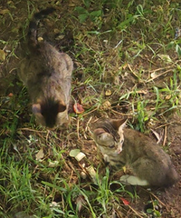 ����Сè��